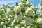 White flowers of viburnum snow ball in spring garden. Guelder rose boule de neige