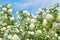 White flowers of viburnum snow ball in spring garden. Guelder rose boule de neige