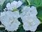 White flowers violets `Wedding Bouquet` impresses with its beauty.