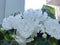 White flowers violets `Wedding Bouquet` impresses with its beauty.