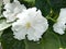 White flowers violets `Wedding Bouquet` impresses with its beauty. They has huge white double-sided corrugated stars