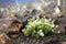 White flowers on Volcano