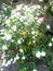 White flowers watercress
