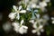 White flowers of a Wedding Bush plant