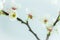 White flowers on white background