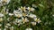 White flowers wild chamomile close-up