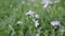 White flowers of wild garlic