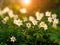 White flowers in wild meadow bloom in spring at sunset light on green field