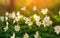 White flowers in wild meadow bloom in spring at sunset light on green field