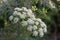 white flowers of wild poison hemlock