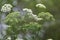 white flowers of wild poison hemlock