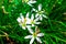 White flowers wild stellaria holostea blooming in the forest closeup