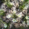 White flowers in a wodden floor