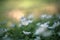 white flowers Wood Anemone