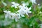 White flowers Wrightia religiosa blooming on green leaves closeup
