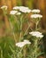 White flowers of Yarrow plant, Achillea millefolium