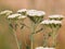 White flowers of Yarrow plant, Achillea millefolium