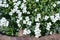 White flowers with a yellow core and green leaves in the flowerbed. In front is seen a carved stone brown.