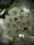 White flowers yoshino cherry blossom tree
