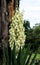 White flowers on yucca plant against tree