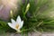 White flowers Zephyranthes Lily or Rain Lily with romantic soft