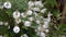 White flowery bush in the backyard