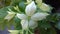 White flowes and leaves