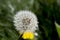 White Fluff on a Dandelion Head