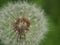 White fluff of dandelion seeds. Reproduction of plants