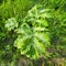 White fluff lies on a green leaf of hogweed. the concept of allergy to poplar. Poplar fluff, seeds, lie on the green