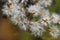 White fluffs on green blurred background