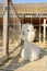 White and fluffy alpaca in a cage