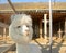 White and fluffy alpaca in a cage