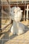 White and fluffy alpaca in a cage