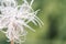 White fluffy alpine flower