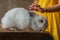 White fluffy angora rabbit sits on an old brown suitcase. Animal, rodent.