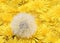 white fluffy ball with seeds lies on a beautiful natural background of a multitude of fluffy yellow dandelion flower heads