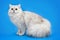 White fluffy beautiful cat on studio background