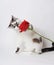 White fluffy blue-eyed cat on a light background with a red rose.