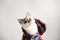 White fluffy blue-eyed cat in a plaid shirt with a hood on a light background. Close-up portrait. Free space for design