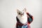 White fluffy blue-eyed cat in a plaid shirt with a hood on a light background. Close-up portrait. Free space for design