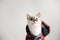 White fluffy blue-eyed cat in a plaid shirt with a hood on a light background. Close-up portrait. Free space for design