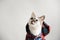 White fluffy blue-eyed cat in a plaid shirt with a hood on a light background. Close-up portrait. Free space for design