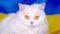 White fluffy cat on blue yellow ukrainian flag background. Colorful. Thoroughbred domestic kitty. Well-groomed pets