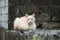 White fluffy cat peacefully sits next to a wall of stone