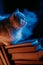 White fluffy cat resting atop pile of paper books, night rain in window, autumn