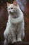 White fluffy cat standing on the wooden crate in bright november day. Adorable autumn bokeh