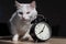 The white fluffy cat tenderly leaned against the alarm clock. A sleepy cat rubs its muzzle against a table clock in the