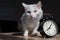 The white fluffy cat tenderly leaned against the alarm clock. A sleepy cat rubs its muzzle against a table clock in the