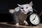 The white fluffy cat tenderly leaned against the alarm clock. A sleepy cat rubs its muzzle against a table clock in the
